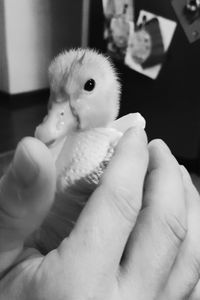 Close-up of cropped hand holding toy