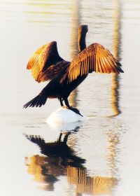 Bird flying over lake