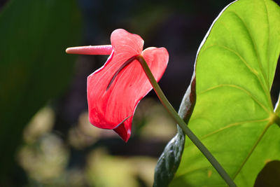 Close-up of yellow flower