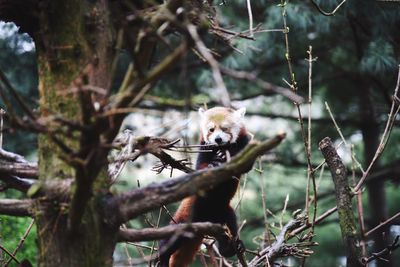 Red panda in the wild