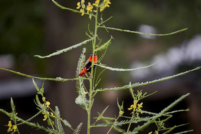 Close-up of insect on plant