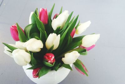 Directly above shot of pink tulips