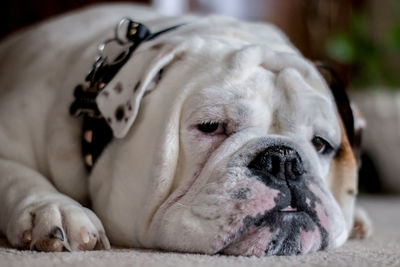 Close-up portrait of english bulldog lying down