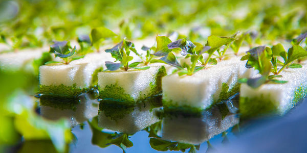 Close-up of vegetables