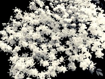 Close-up of white flowers
