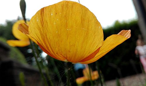 Close-up of yellow flower