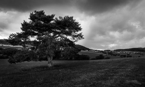 Trees on field against sky