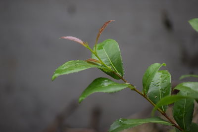 Close-up of green leaves