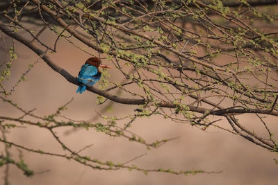 Low angle view of bird perching on branch