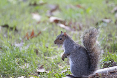 Close-up of squirrel on field