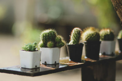 Close-up of potted cactus plant on table