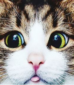 Close-up portrait of a cat