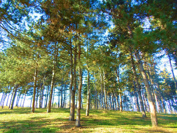 Pine trees in forest