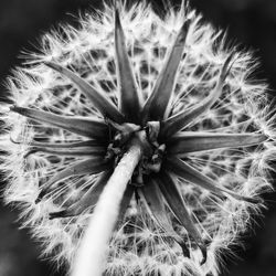 Close-up of dandelion flower