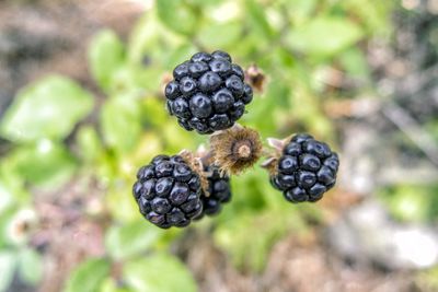 Close-up of blackberries growing on tree