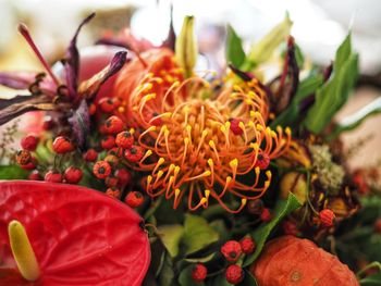 Close-up of red flowering plant