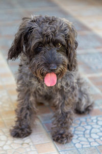 Close-up portrait of a dog