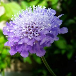 Close-up of purple flowers blooming outdoors