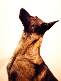 Close-up of a dog looking away