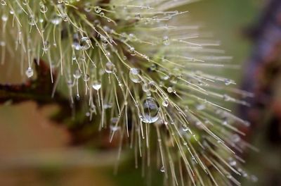 Close-up of water drops on plant