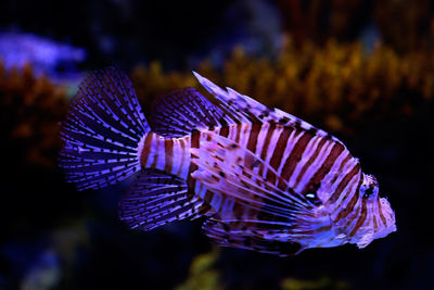 Close-up of purple lionfish in aquarium