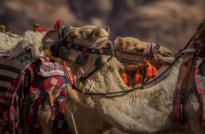 Panoramic view of animal on desert