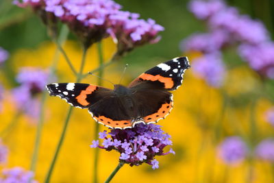 Butterfly on purple flower