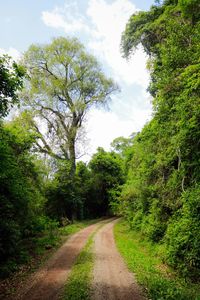 Road amidst trees in forest against sky