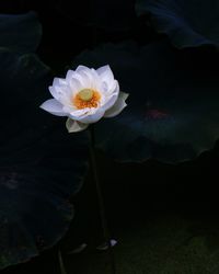 Close-up of white flower blooming at night