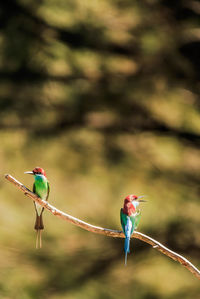 Two birds perching on a plant