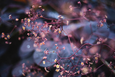 Close-up of cherry blossom tree