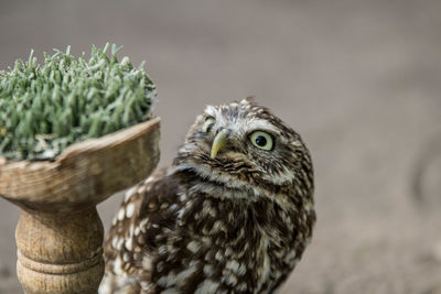 Close-up of barn owl