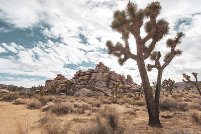 View of trees on rock formation against sky