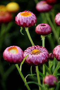 Close-up of pink flowering plants in park