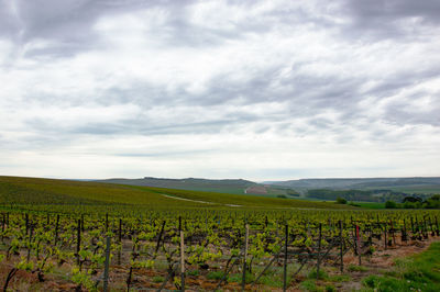 Scenic view of vineyard against cloudy sky