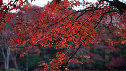Autumn trees at park