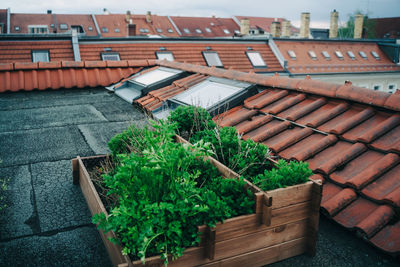 High angle view of potted plants outside building