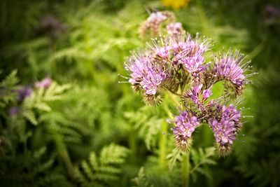 Close-up of thistle blooming outdoors