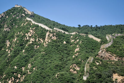 Panoramic shot of trees on mountain against clear sky