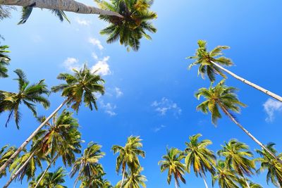 Low angle view of coconut palm trees against sky