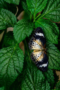 Close-up of butterfly on leaf