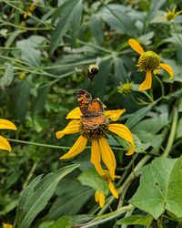 Close-up of butterfly pollinating on yellow flower