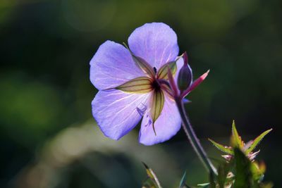 Close-up of purple flowering plant