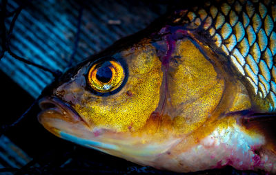 Close-up of fish swimming in sea