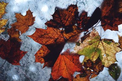 High angle view of maple leaf on autumn leaves