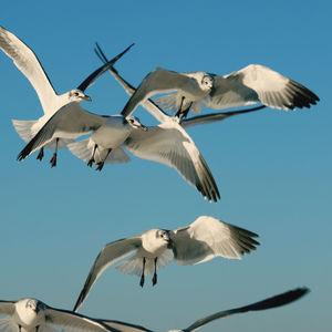 Low angle view of seagulls flying against sky