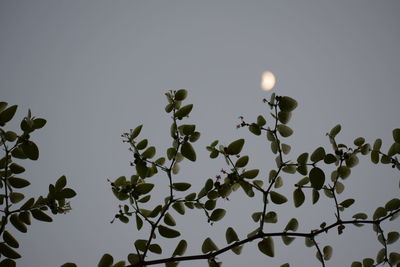 Low angle view of plants against sky