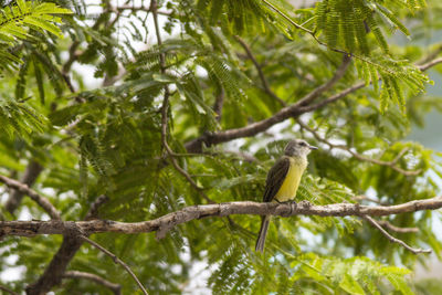 Low angle view of bird perching on tree