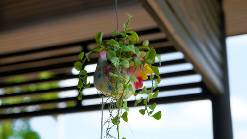 Low angle view of potted plant hanging on window