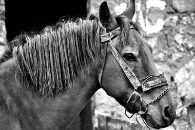 Close-up of a horse